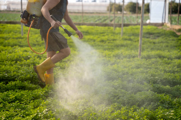 Best Local Pest Control Services  in Hahnville, LA