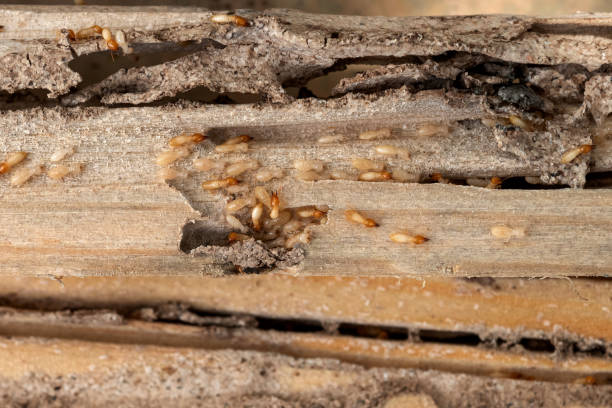 Best Wildlife Control Services  in Hahnville, LA